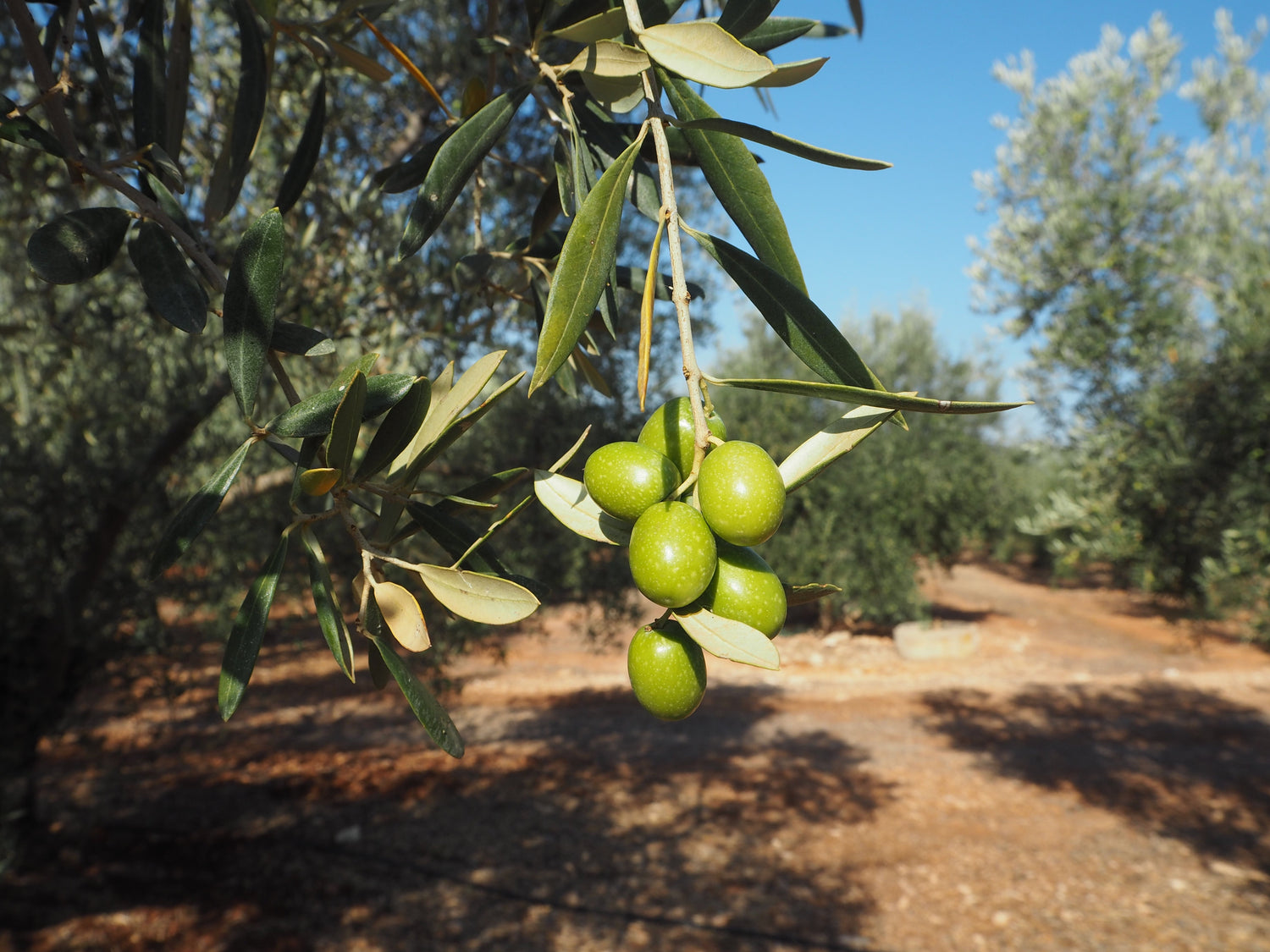 Sortenreine Olivenöle aus der Hojiblanca-Olive