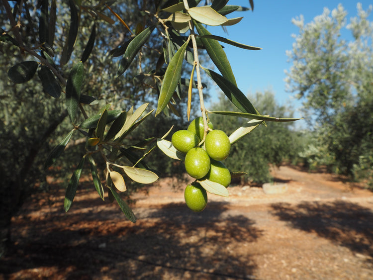 Sortenreine Olivenöle aus der Hojiblanca-Olive