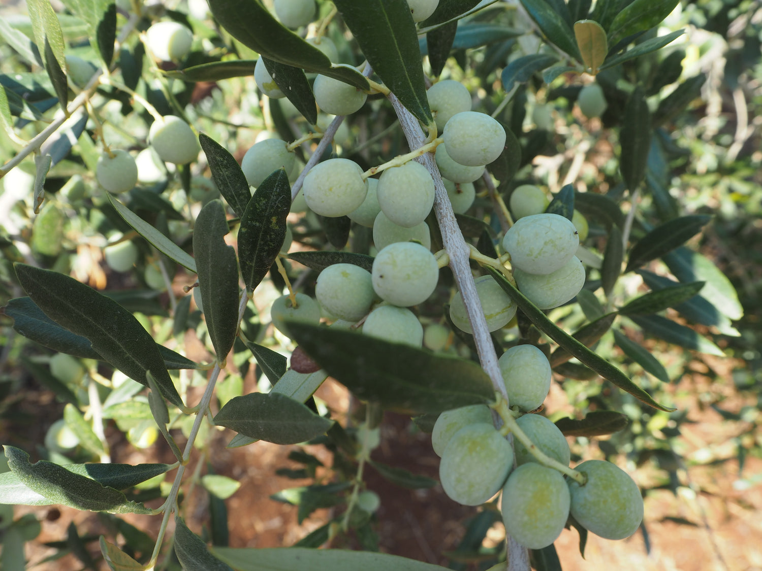 Arbequina-Olive / meine-olivenoele.de