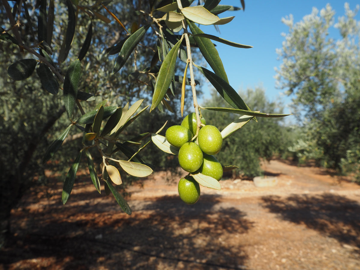 Hojiblanca-Olive / meine-olivenoele.de