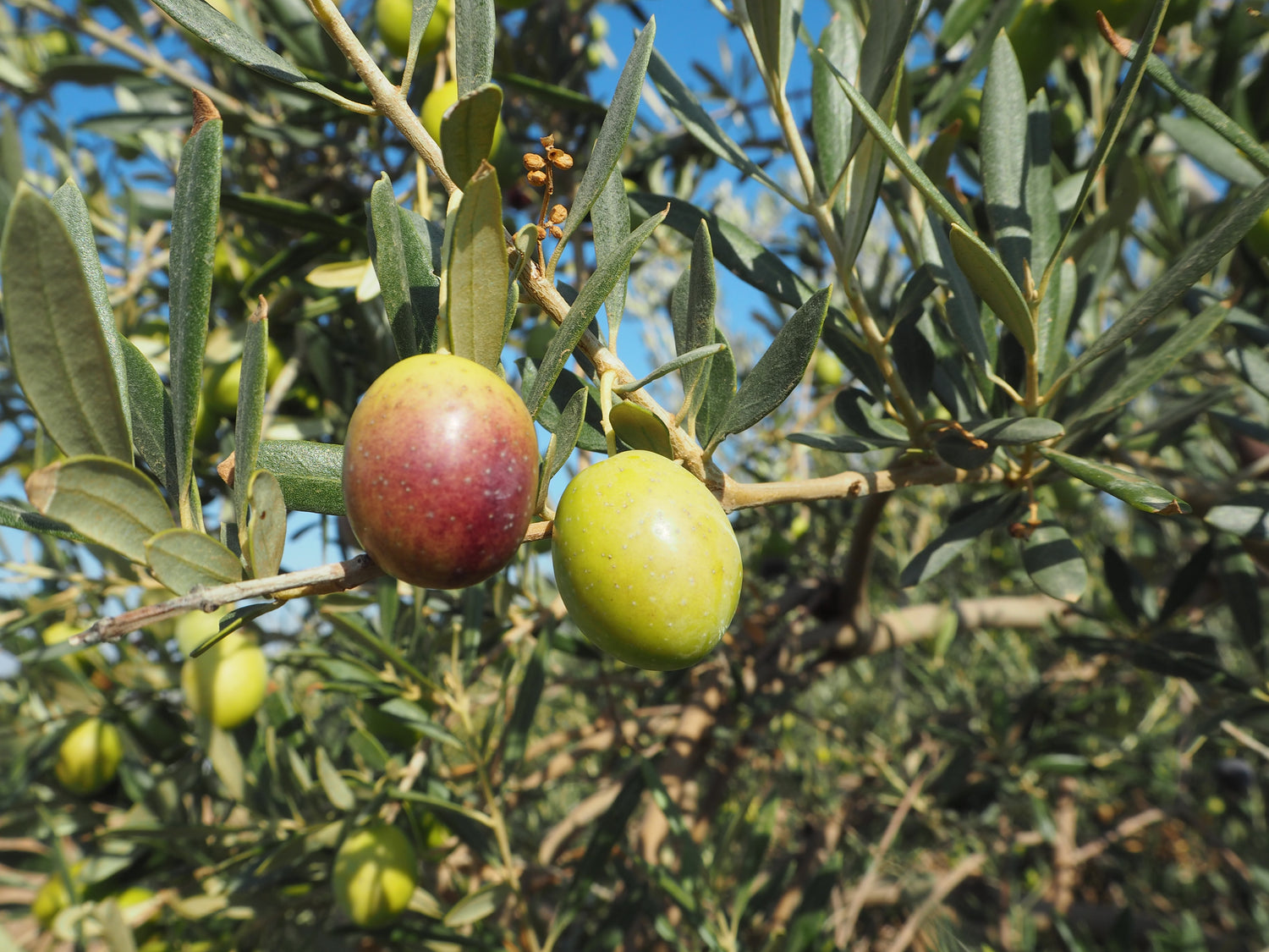 Manzanilla-Olive / meine-olivenoele.de